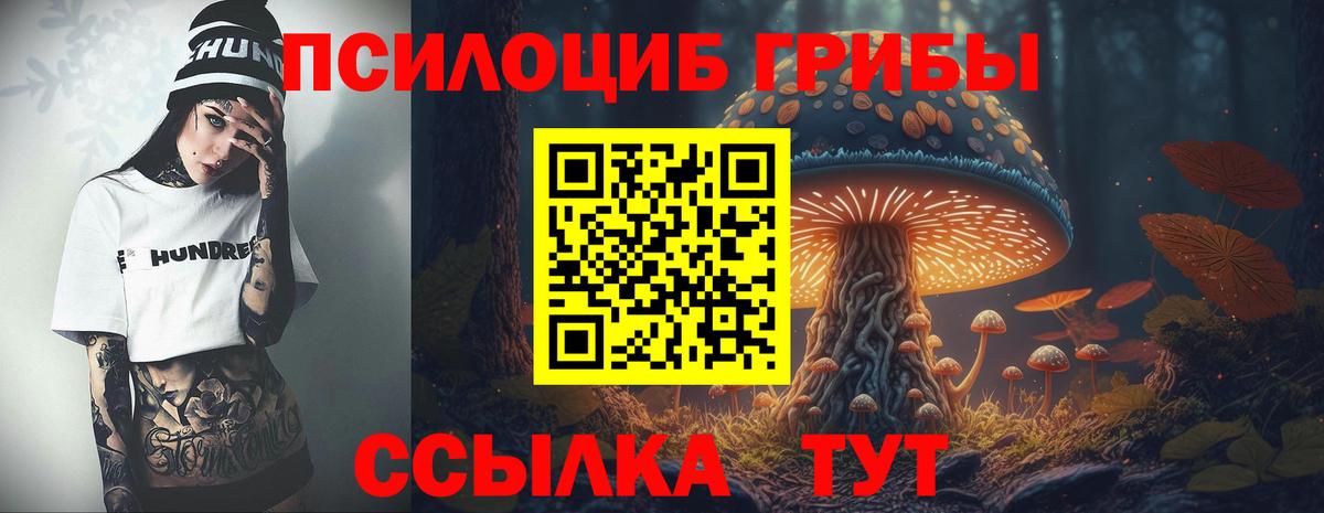 Галлюциногенные грибы Psilocybine cubensis Осинники